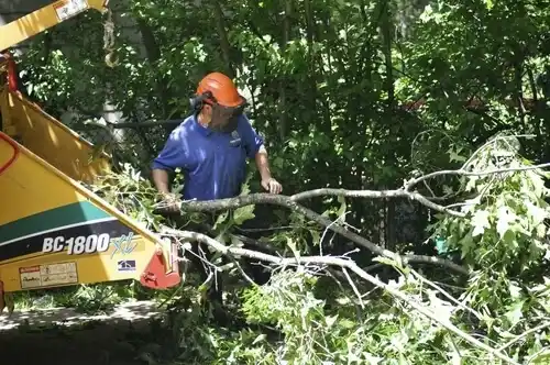 tree services Sedillo